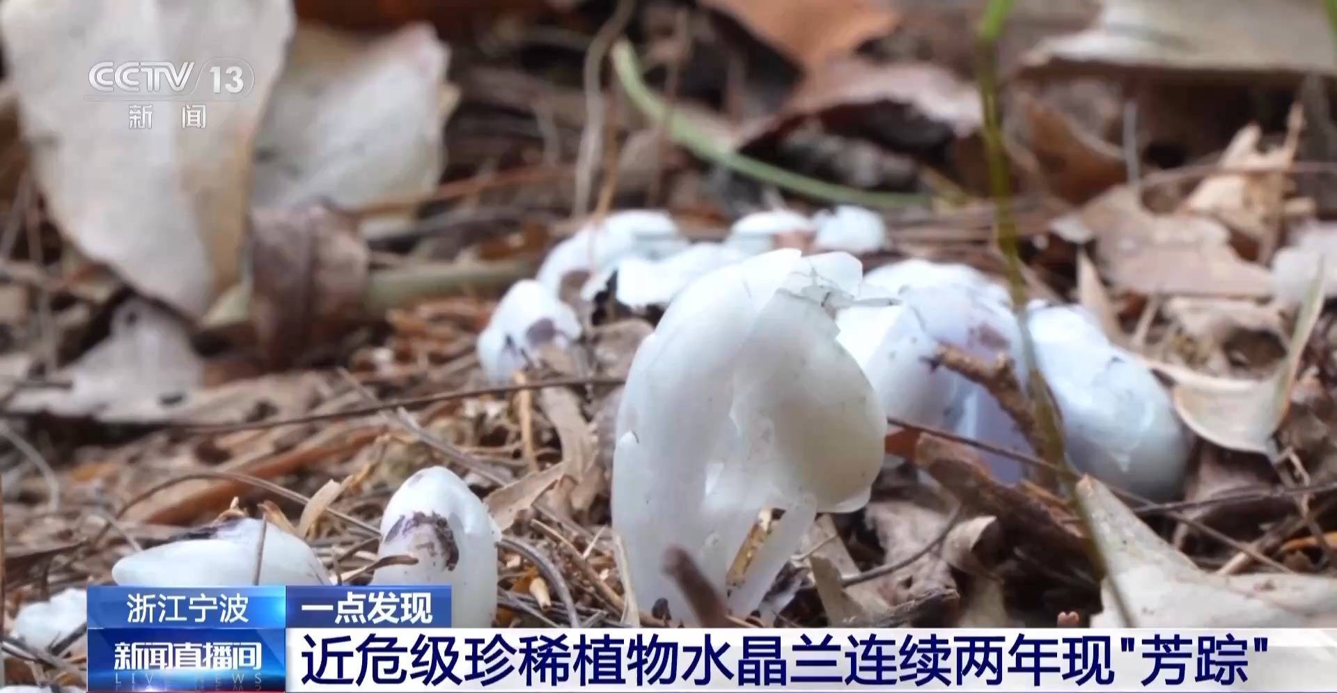 连续两年现身！宁波大堰镇再现近危级珍稀植物水晶兰