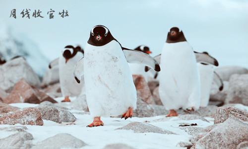 企鹅外汇(企鹅币是什么意思)